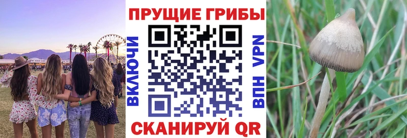 OMG маркетплейс  Каспийск  Псилоцибиновые грибы Psilocybe 